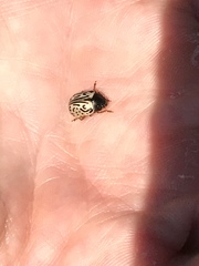 Calligrapha philadelphica