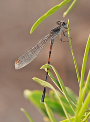 Argia immunda