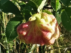 Eriosoma lanuginosum