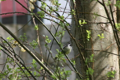 Anairetes parulus parulus