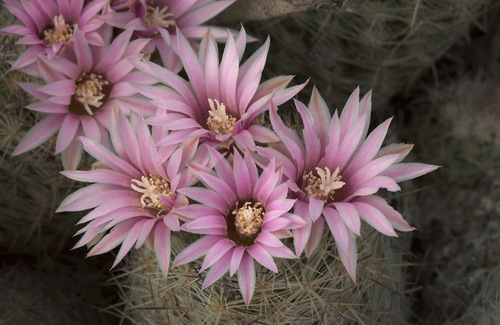 Whitecolumn Foxtail Cactus