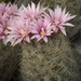 Whitecolumn Foxtail Cactus - Photo (c) Ad Konings, some rights reserved (CC BY-NC), uploaded by Ad Konings