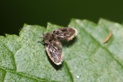 Clytocerus splendidus