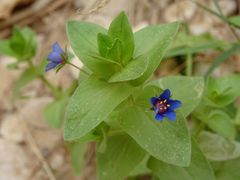 Lysimachia arvensis parviflora
