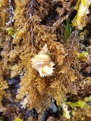 Trichotropis cancellata