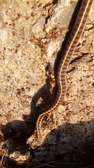 Thamnophis scalaris