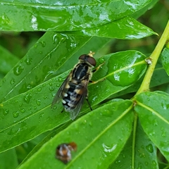 Parhelophilus flavifacies