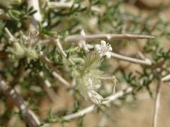 Plocama aucheri