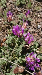 Astragalus danicus