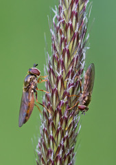 Platycheirus clypeatus