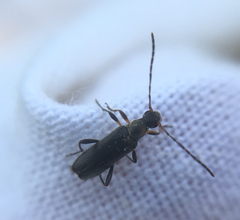 Grammoptera ruficornis