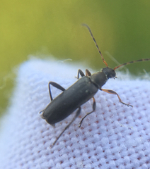 Grammoptera ruficornis