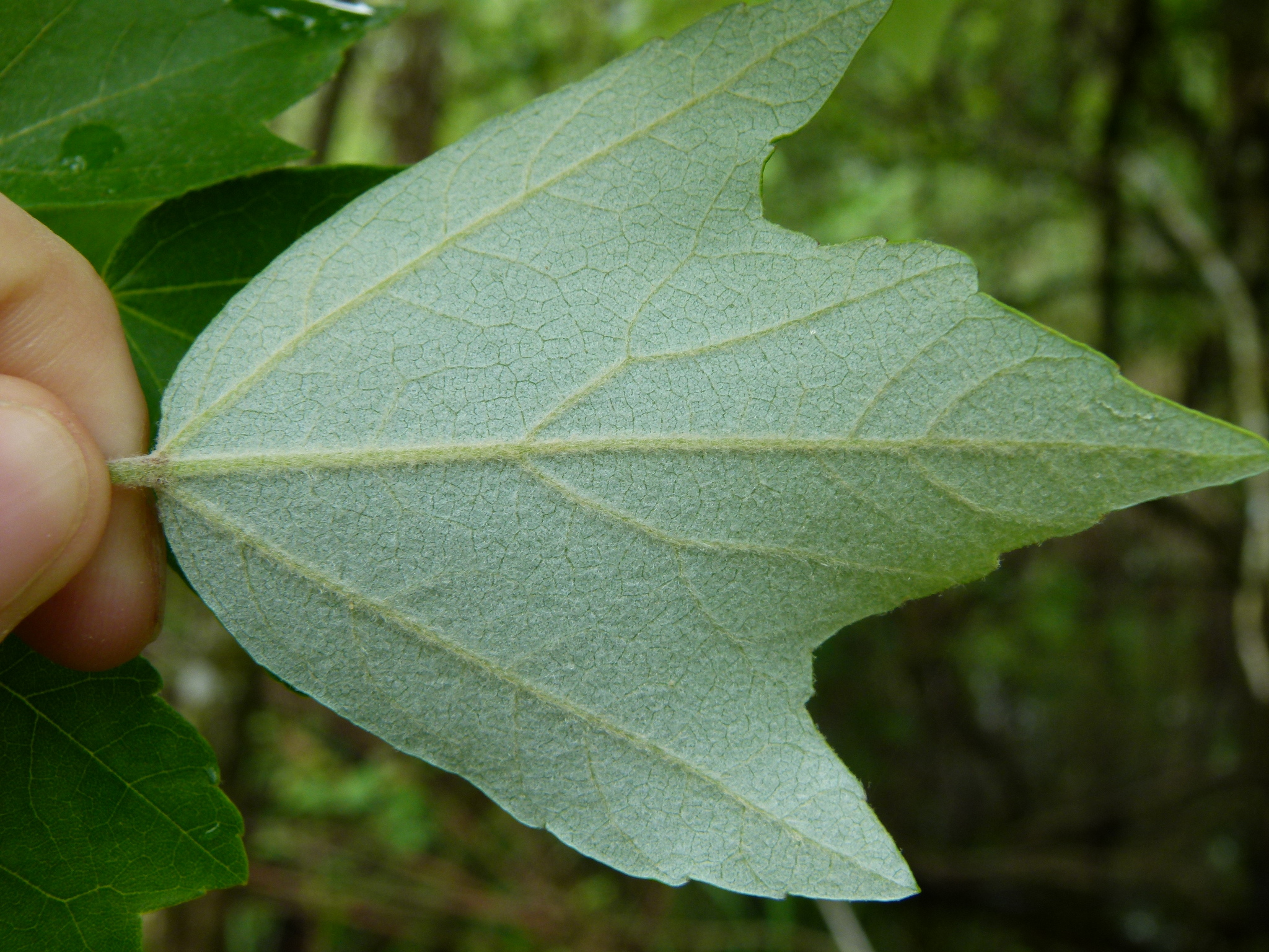 Acer rubrum var. drummondii