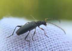Grammoptera ruficornis
