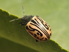 Calligrapha dislocata