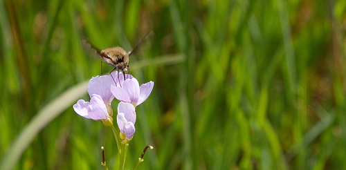 Greater Bee Fly, Nationaal Park De Loonse En Drunense Duinen, NL-NB-TI, NL-NB, NL, photo 6 of 10