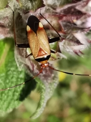 Adelphocoris vandalicus