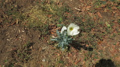 Argemone grandiflora