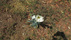 Argemone grandiflora