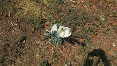 Argemone grandiflora