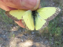 Colias occidentalis