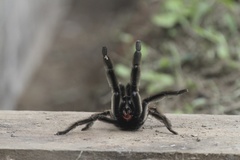 Psalmopoeinae