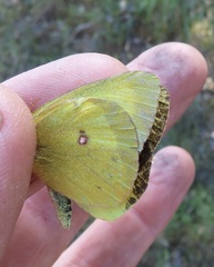 Colias occidentalis