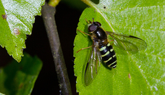 Dasysyrphus venustus