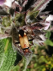 Adelphocoris vandalicus