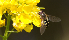 Metasyrphus