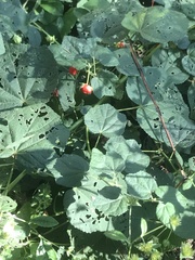 Malvaviscus arboreus drummondii