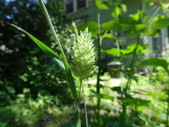 Phalaris canariensis