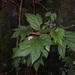 Begonia baviensis - Photo (c) Maxim Nuraliev, algunos derechos reservados (CC BY-NC), subido por Maxim Nuraliev