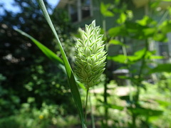 Phalaris canariensis