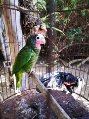 Amazona leucocephala