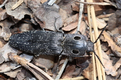 Alaus melanops