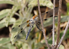 Libellula composita