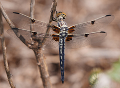 Libellula composita