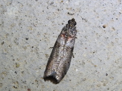Sciota subfuscella