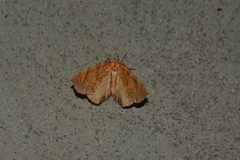 Eulithis gracilineata