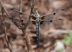 Libellula composita