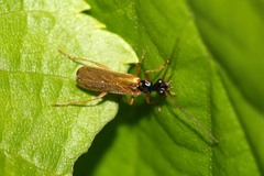 Rhagonycha lignosa