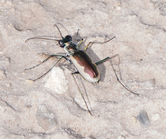 Eunota circumpicta johnsonii