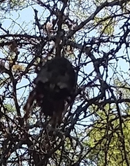 Araneus bicentenarius