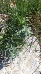 Marrubium peregrinum