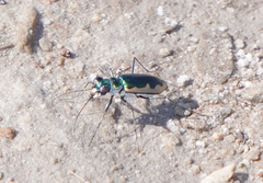 Eunota circumpicta johnsonii