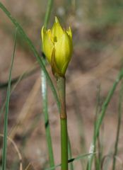 Zephyranthes longifolia