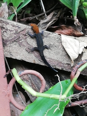 Gonatodes albogularis