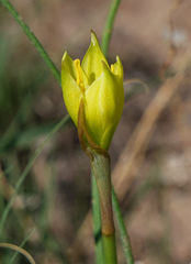 Zephyranthes longifolia