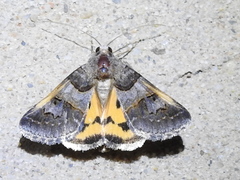 Drasteria ingeniculata